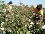 Sökeli Pamukçuya 'Başakçı' Uyarısı