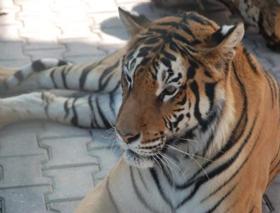 BENGAL - Bengal Kaplanı İkinci Kez Doğum Yaptı