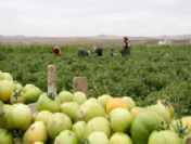 Sungurlu'da Tarla Günü