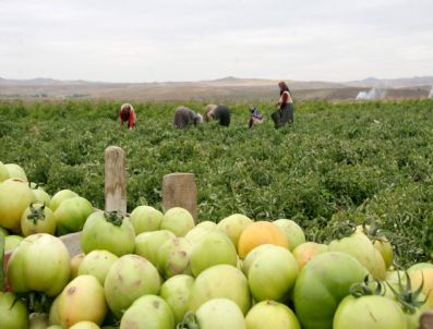 HULUSI ŞAHIN - Sungurlu'da Tarla Günü