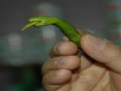 Çıngıraklı Yılan Değil, Yeşil Biber