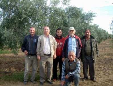 ALI UZUN - Gömeç'te Gemlik Zeytini Umut Haline Geldi
