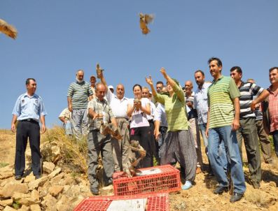 Karaman'da Doğaya 950 Adet Keklik Bırakıldı