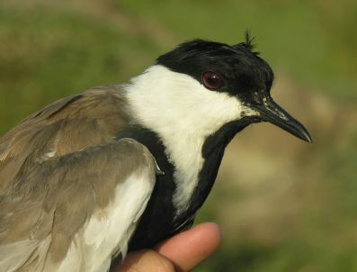 Titreyengöl'de 492 Kuşa Halka Takıldı