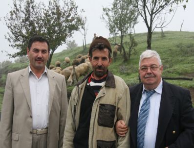 EĞERCI - Zonguldak'ta 105 Adet Merinos Koyunu Dağıtıldı