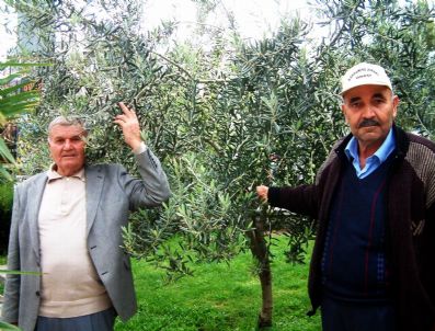 YUNUSLAR - Burhaniye'de Zeytincinin Yağmur Sevinci