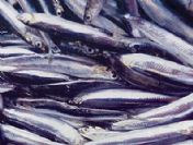 Etten cebi yanan hamsiye koşuyor