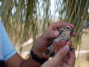 Kuşlarda Kene Araştırması