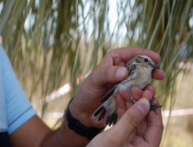 KıRıM KONGO KANAMALı HASTALıĞı - Kuşlarda Kene Araştırması