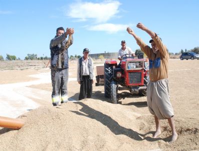 Silifke'de Çeltik Rekoltesi 5 Bin 825 Ton