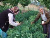 Yer Kirazı Yetiştiren Çiftçi Başbakanı Simav'a Davet Etti