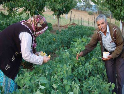 Yer Kirazı Yetiştiren Çiftçi Başbakanı Simav'a Davet Etti