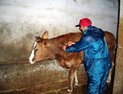Erzincan'da Şap Aşılama Kampanyası Devam Ediyor
