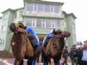 Van-asya İpek Yolu Deve Kervanı Erciş'te