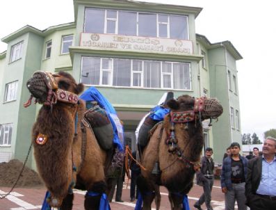 RAMAZAN FANI - Van-asya İpek Yolu Deve Kervanı Erciş'te