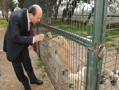BALıKESIR BELEDIYESI - Başkan Ok'tan Sokak Hayvanlarına Özel İlgi