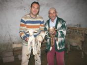 Ziraat Mühendisinin Beslediği Koyunlar Üçüz Yavruluyor