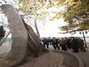 Kanser Olan Çınar Ağacı Tedavi Ediliyor