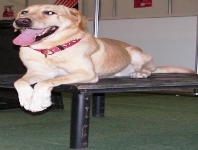 EVCİL HAYVAN - Aks Köpekleri Pet Show 2010'da Göz Doldurdu