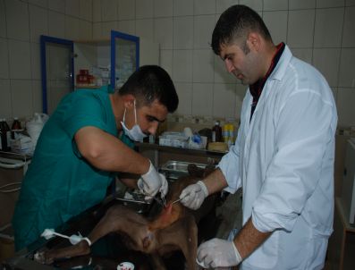 BAYRAM ALI ÖNGEL - Silifke'de Köpekler Kısırlaştırılıyor