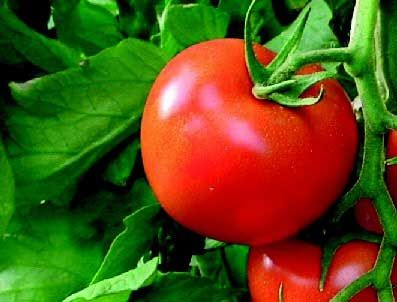 Domatesin kilosu bir haftada yüzde 50 ucuzladı