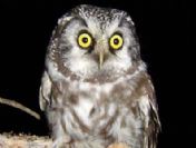 Efsane Baykuş Aegolius Funereus Bursa'da