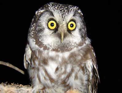 OLIMPOS - Efsane Baykuş Aegolius Funereus Bursa'da