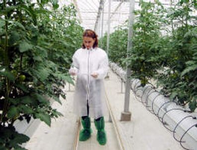 Domates Üreticisine Güve Semineri