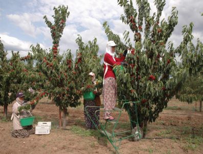 DSI - Kirazda Hasat Uzatma Projesi