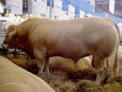 Bu Kurbanlık videoları görenleri hayrete düşürüyor