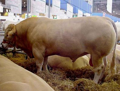 İHTIMAL - Bu Kurbanlık videoları görenleri hayrete düşürüyor