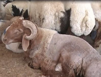 Propaganda filmindeki sahne gerçek oldu