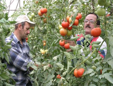 ÇELIKLI - Samsun'un Domatesi Antalya'ya Rakip