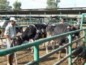 Dalaman Tigem'de Sığır İhalesi