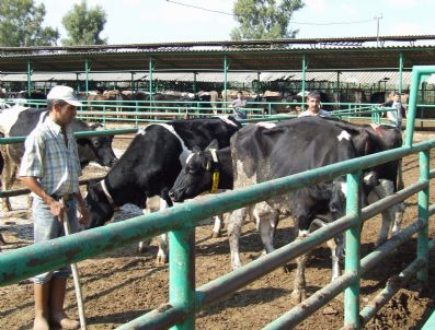 OSMAN GÜVEN - Dalaman Tigem'de Sığır İhalesi