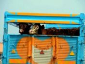 Kapağı kıran 7 hayvan kaçtı