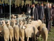 Kurbanlıklar Cep Yakıyor