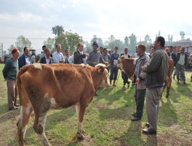 Vezirköprü'de Süt İneği Dağıtımı