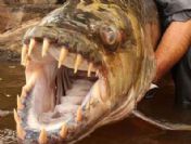 Timsah yiyen 'Dev Pirana'yı gördünüz mü?