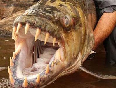 KONGO NEHRI - Timsah yiyen 'Dev Pirana'yı gördünüz mü?