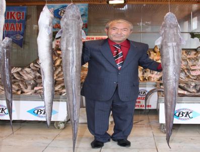 Marmara'da Sezonun İlk Devasa Köpekbalığı Yakalandı