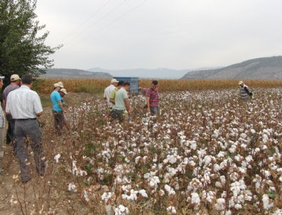 BAĞ KUR - Pamuk Üreticisinin Yüzü Gülüyor