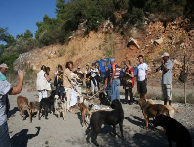 ÇEVRE VE ORMAN BAKANLıĞı - Hayvan Barınağı Ağaçlandırıldı