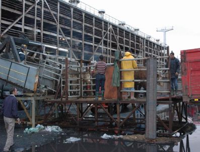 İthal 'Angus' Cinsi Büyükbaş Hayvanlar Trabzon Limanı'na Geldi