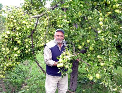 Kalp Krizini Önlediği İddia Edilen Elmalar Yok Satıyor