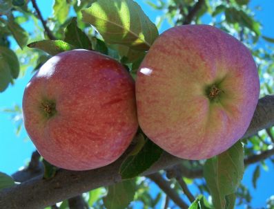 Mut'ta 25 Bin Ton Elma Rekoltesi Bekleniyor