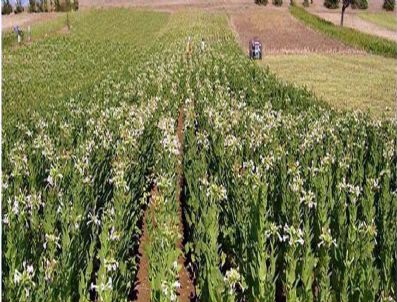 DTO - Türk Tütününü Bekleyen Büyük Tehlike