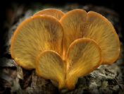 Bursalı Fotoğrafçıların Büyük Başarısı