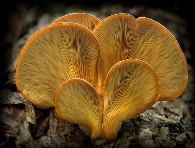 Bursalı Fotoğrafçıların Büyük Başarısı