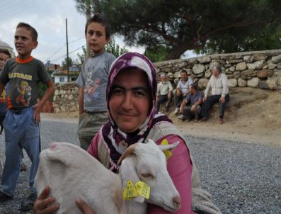 YALÇıN SEZGIN - Demirci Sydv'den Süt Keçisi Desteği